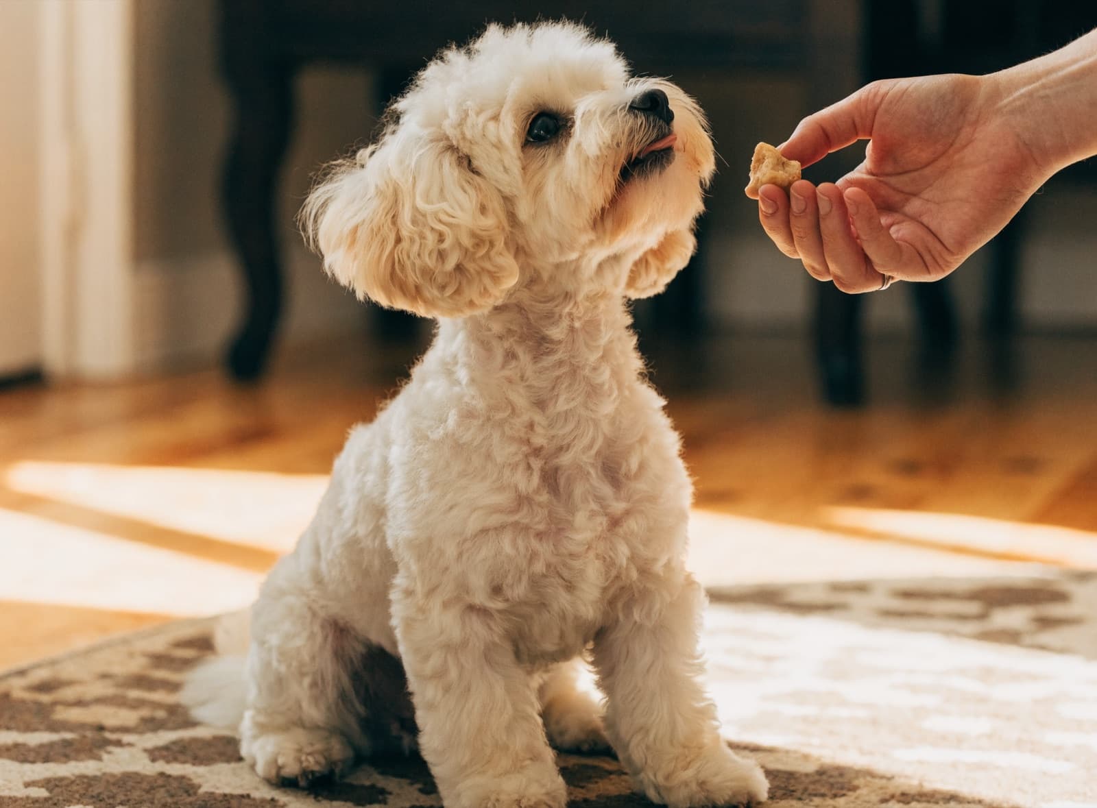 Un cane appena toelettato, felice e in ordine, riceve un premietto a fine servizio