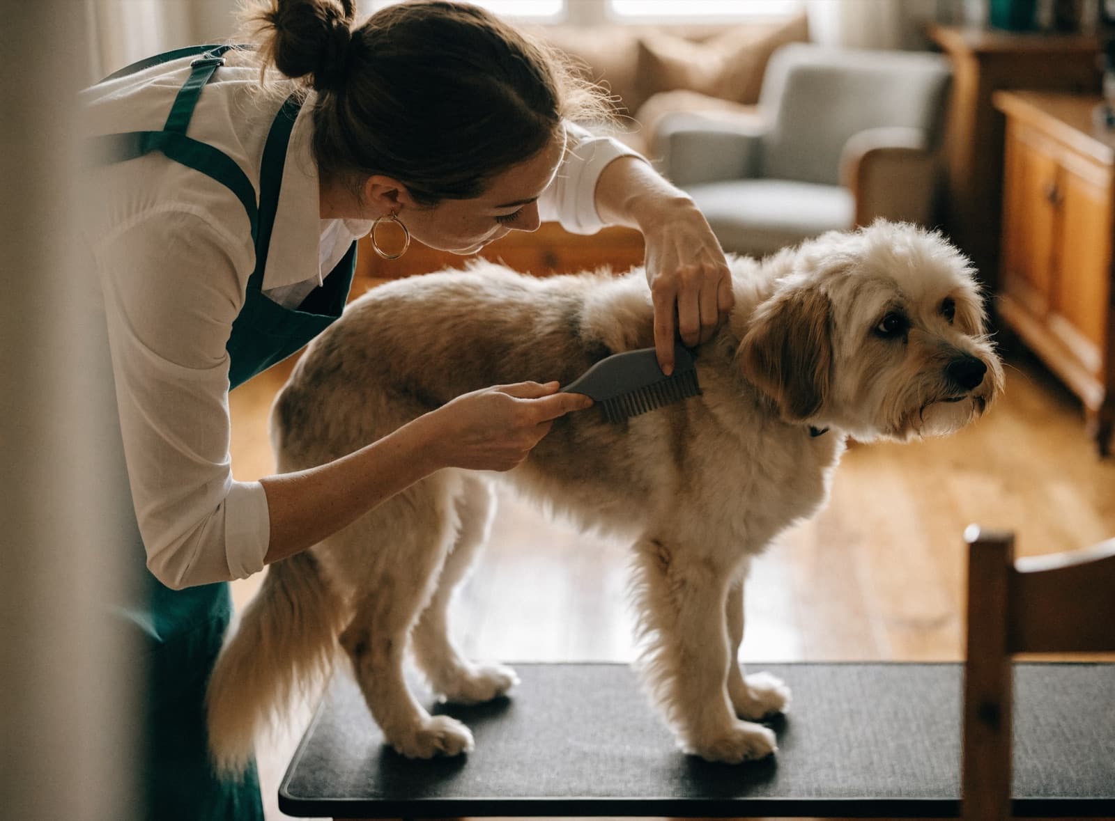 Una toelettatrice con il grembiule verde spazzola un cane a domicilio, nel salotto del cliente