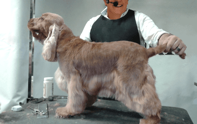 Lavoro del toelettatore