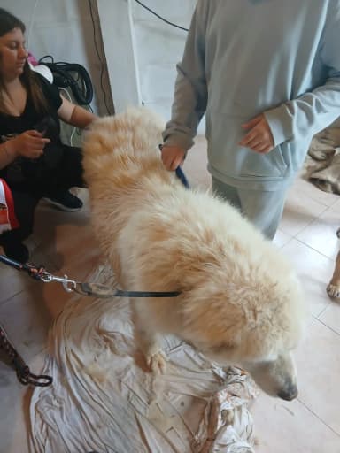 Lavoro del toelettatore