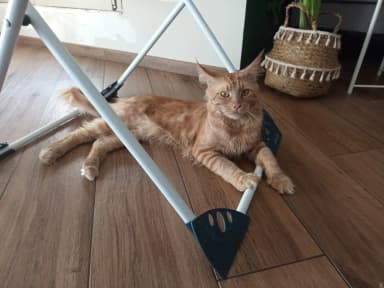 Lavoro del toelettatore